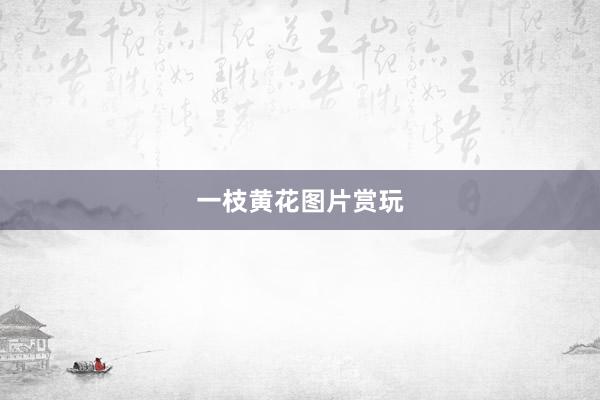 一枝黄花图片赏玩